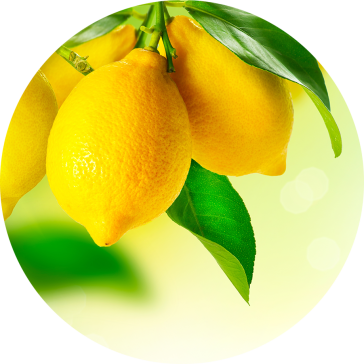 Citrus limon (Zitrone)