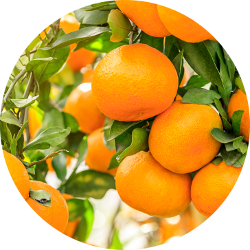 Citrus sinesis (Orange sss)