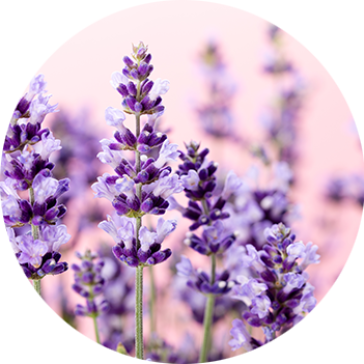 Lavandula angustifolia (Lavendel)